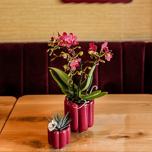 Kolibri Orchids | Rote Congo Orchidee + Retro roter Übertopf – Topfgröße Ø9cm | blühende Zimmerpflanze – frisch vom Züchter