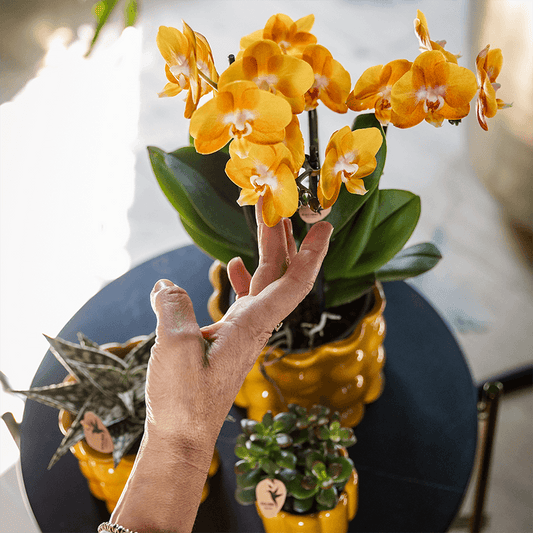 Kolibri Orchids | Orange/gelbe Las Vegas Orchidee + Retro ocker Übertopf | blühende Zimmerpflanze – frisch vom Züchter
