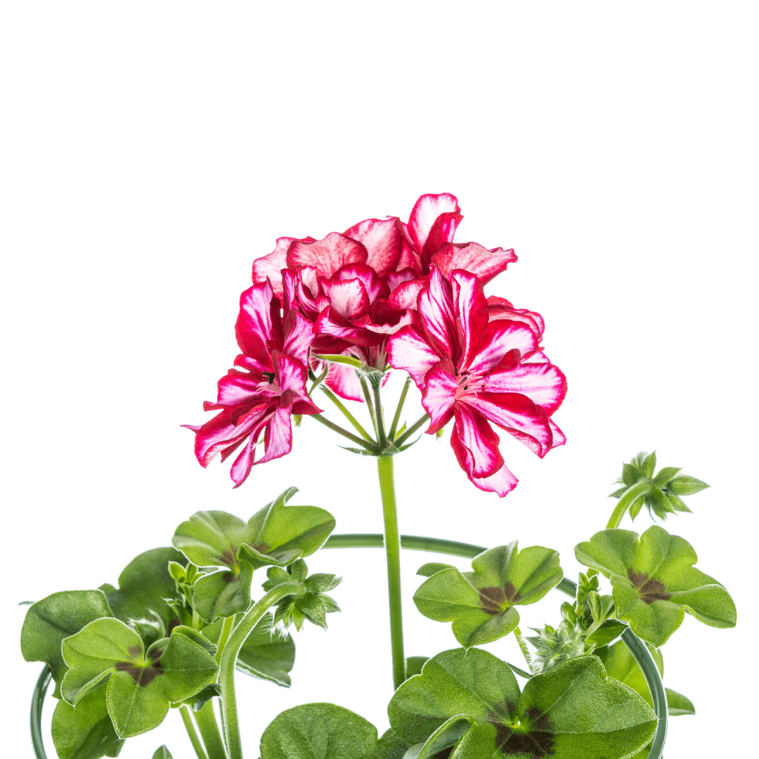Geranie - Pelargonium peltatum Mexican Ruby - Ø12 cm - ↕20 cm - 8 Stück