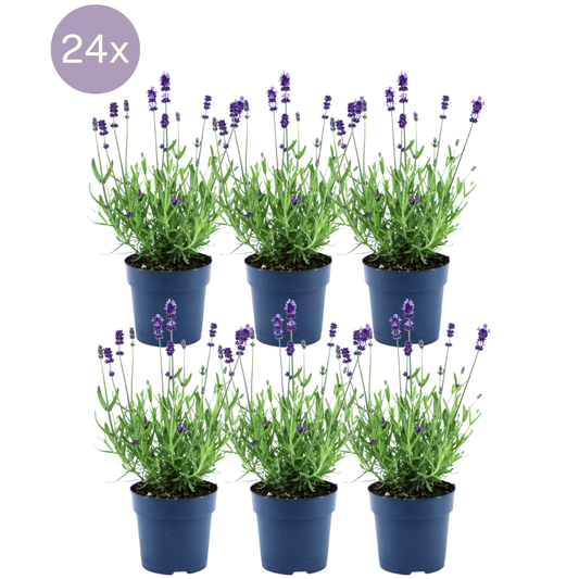 Echter Lavendel Felice – Lavandula angustifolia – Ø12 cm – 50 cm hoch – 24 Pflanzen – Winterhart – Duftend – Bienen & Schmetterlinge