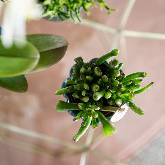 Kolibri Greens | set van 4 groene planten potmaat Ø6cm | groene kamerplant - vers van de kweker