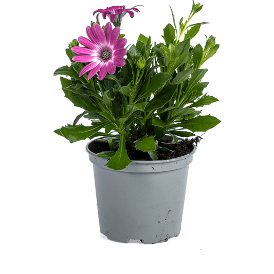 Kapmargerite - Osteospermum ecklonis Pink - Ø12 cm - ↕20 cm - 8 Pflanzen