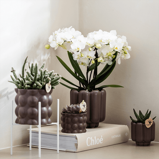 Kolibri Orchids | Weiße Phalaenopsis-Orchidee Topfgröße Ø9cm | Zürich | Blühende Zimmerpflanze – Frisch vom Züchter