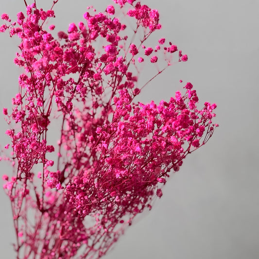 Gypsophilia | Schleierkraut: Ewige Schönheit für Deine Trockenblumensträuße und -kränze