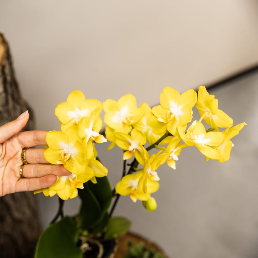 Kolibri Company | Pflanzenset Poppy White Yellow | Gelbe Albenga Orchidee inkl. 2x Poppy White Keramikübertöpfe – Topfgröße Ø9 cm