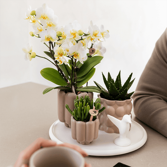 Kolibri Orchids | Geschenkset Slow Living | Grüne Pflanzen mit Weißer Phalaenopsis Orchidee Lausanne in Beigen Keramiktöpfen auf Weißem Tablett