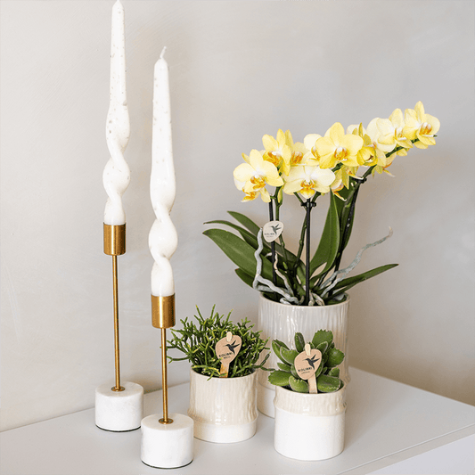 Kolibri Home | Tree Übertopf - Travertine - Ø6cm