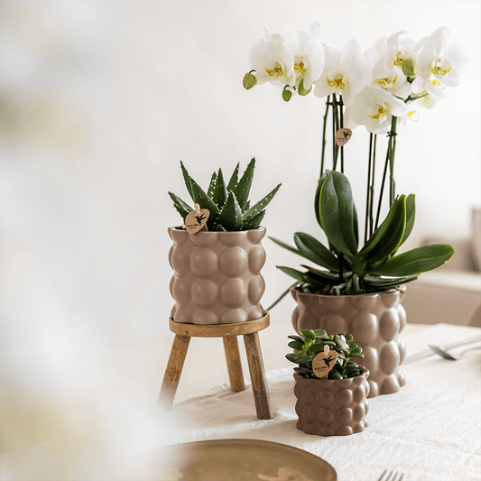 Kolibri Orchids | Pflanzenset Cotton Sand | Grüne Pflanzen mit Weißer Phalaenopsis-Orchidee Ghent in Keramischen Ziertöpfen
