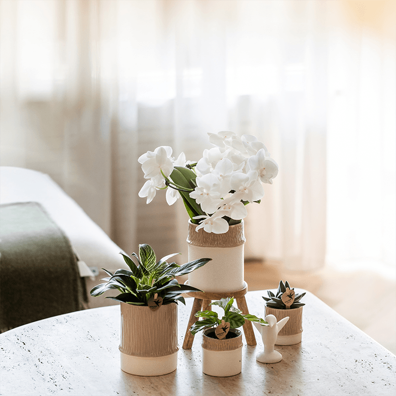 Kolibri Home | Tree Übertopf - Sand - Ø9cm