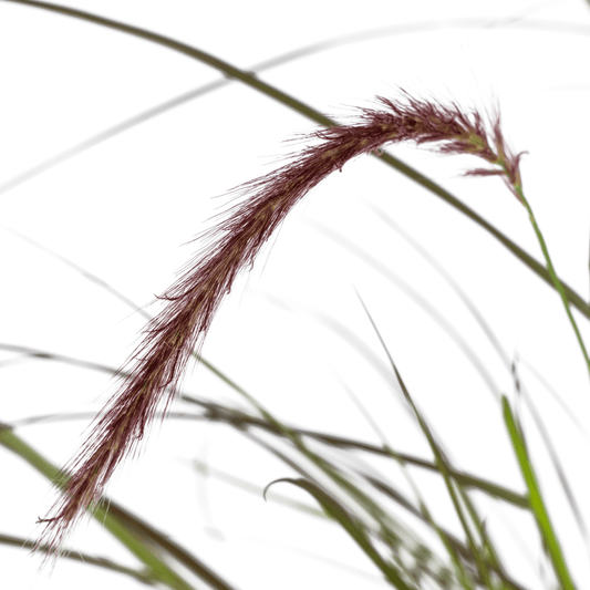 Pennisetum x advena Rubrum – Ø13 cm – 4 Pflanzen - Höhe 50–60 cm – Rotes Ziergras – Winterhart – Sonniger Standort – Dekorativer Horst für Garten & Terrasse