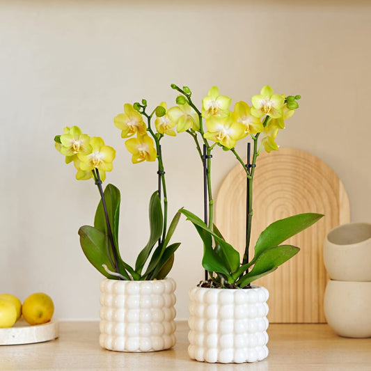 Kolibri Company | Pflanzenset Poppy White Yellow | Gelbe Albenga Orchidee inkl. 2x Poppy White Keramikübertöpfe – Topfgröße Ø9 cm