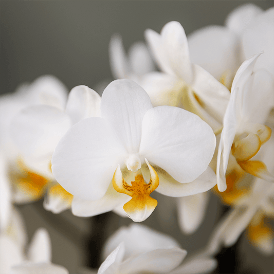 Kolibri Orchids | Weiße Lausanne Orchidee + roter Diabolo Übertopf | inkl. Gießdocht | Ø9cm | blühende Zimmerpflanze – frisch vom Züchter