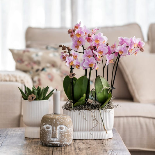 Kolibri Orchids | Rosé Orchideen‑Set im Diabolo Twin Pink Übertopf | zwei altrosa Treviso Orchideen Ø9cm