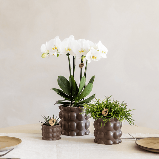 Kolibri Orchids | Pflanzenset Cotton Braun | Grüne Pflanzen mit Weißer Phalaenopsis-Orchidee Ghent in Keramischen Ziertöpfen