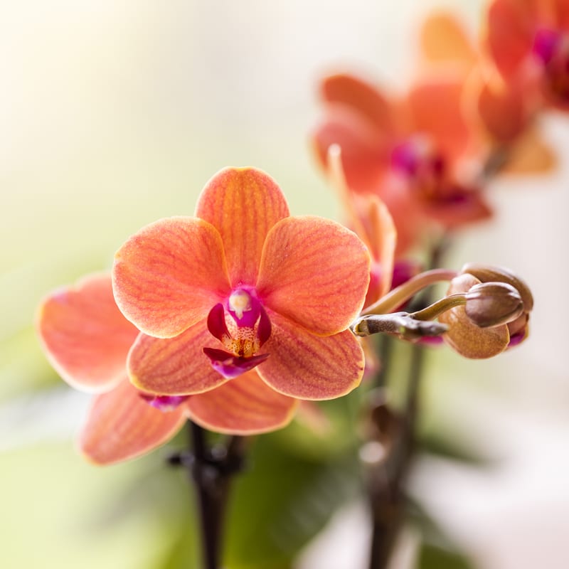Kolibri Orchids | Leopard Geschenkset | Orange Bolzano Orchidee Ø9cm + Grünpflanze Ø6cm – inkl. Leopard‑Übertöpfe & schwarzem Tablett – frisch vom Züchter