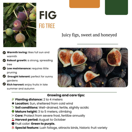 Bio Feigenbaum – Ficus carica – Ø13 cm x H20 cm – 3 Pflanzen – Selbst Früchte ziehen – Mediterranes Gartenhighlight – Frostbeständig & Pflegeleicht