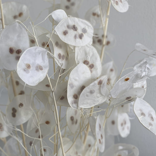 Lunaria: zartes Schimmern für Dein individuelles Trockenblumen-Arrangement