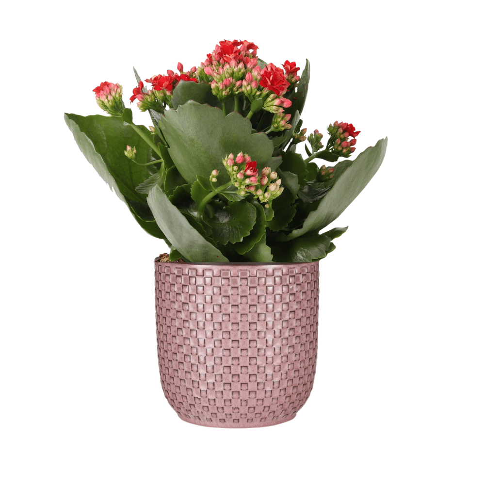 Flammendes Käthchen – Kalanchoe Rosalina Don Justino Rot – Zimmerpflanze mit roten, gefüllten Blüten – Inklusive rosafarbener Relief-Pflanztopf – Pflegeleicht & langblühend – Ø Topf 12 cm