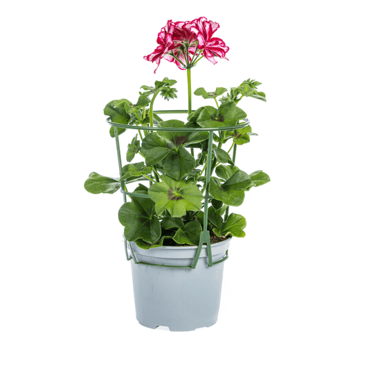 Geranie - Pelargonium peltatum Mexican Ruby - Ø12 cm - ↕20 cm - 8 Stück