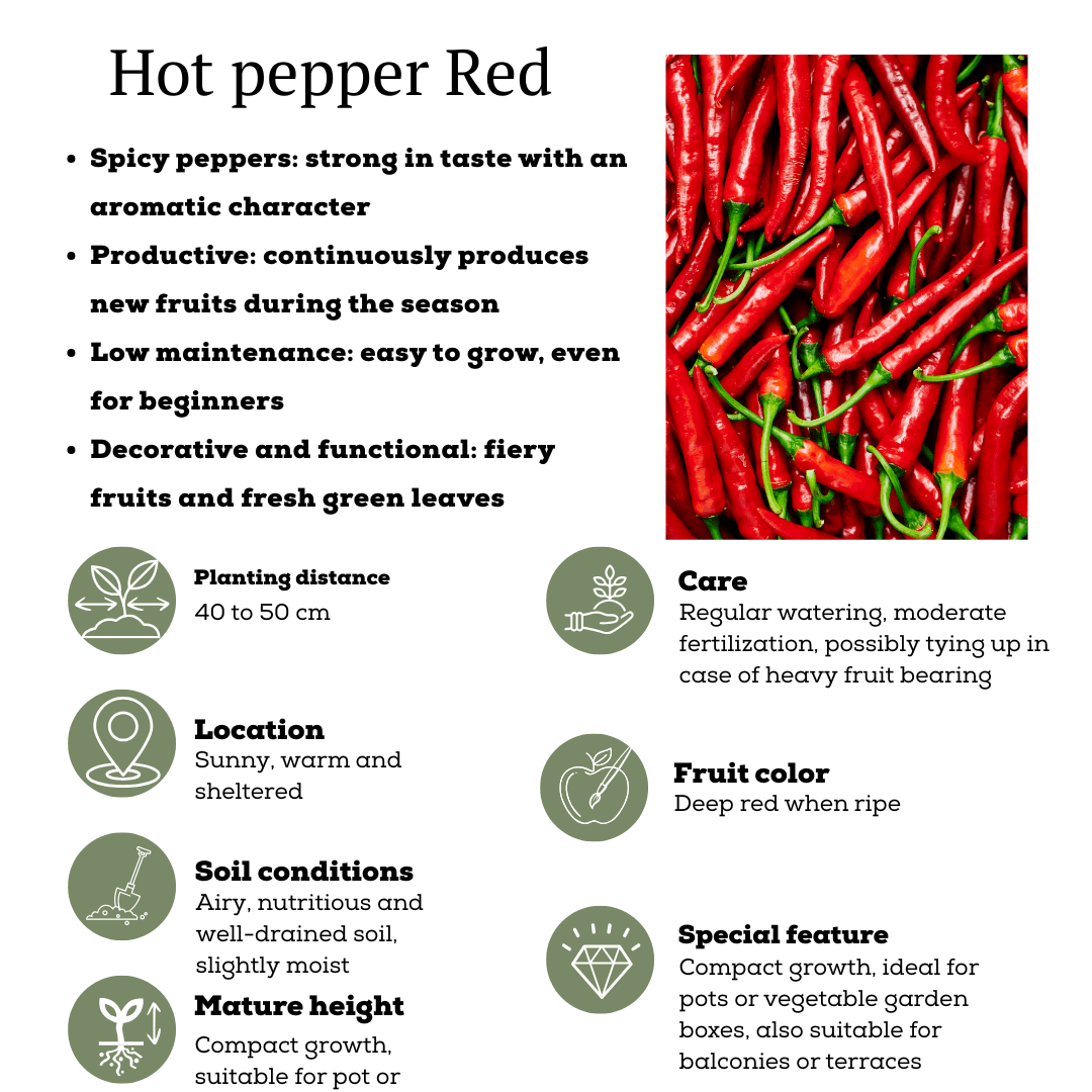 Rote Paprikapflanze - Capsicum annuum - Spanischer Pfeffer - Ø14cm - ↨45cm