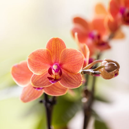 Kolibri Orchids | Orchideen‑Set Diabolo Twin White | zwei orange Bolzano Orchideen Ø9cm