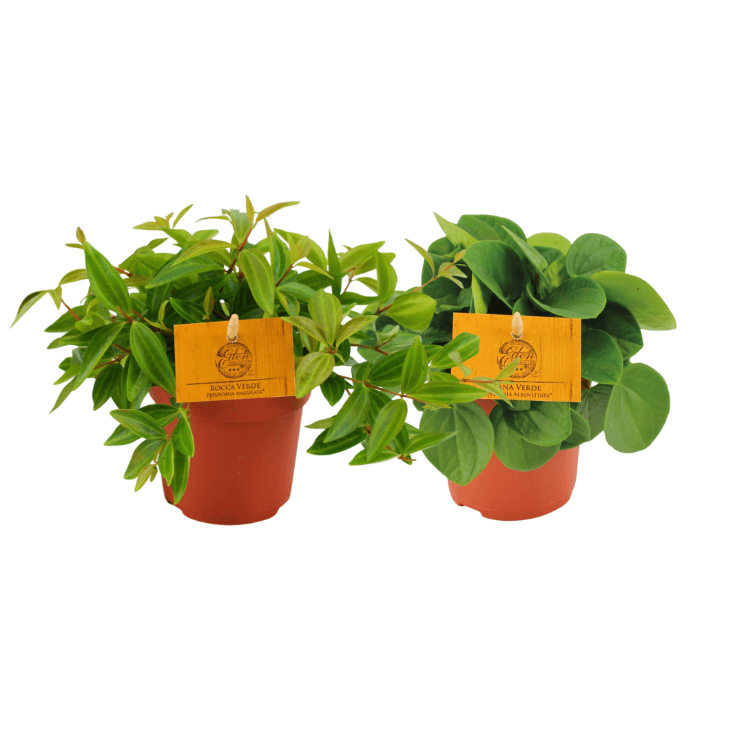 Peperomia Duo – 2er-Set Sukkulente – Ø10,5cm – 15cm hoch – Zimmerpflanze mit dekorativem Laub – Pflegeleicht & kompakt – Ideal für Fensterbank & Büro