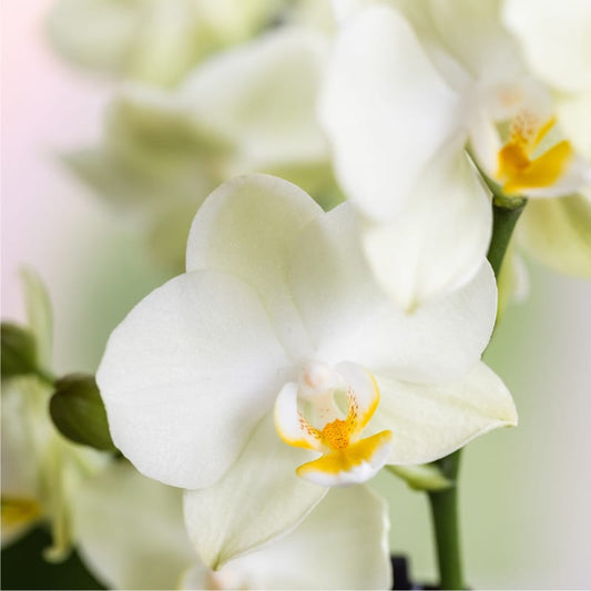 Kolibri Orchids | Bloom Sand Geschenkset | Weiße Lausanne Orchidee Ø9cm + Grünpflanze Ø6cm – inkl. Übertöpfe & weißem Tablett – frisch vom Züchter