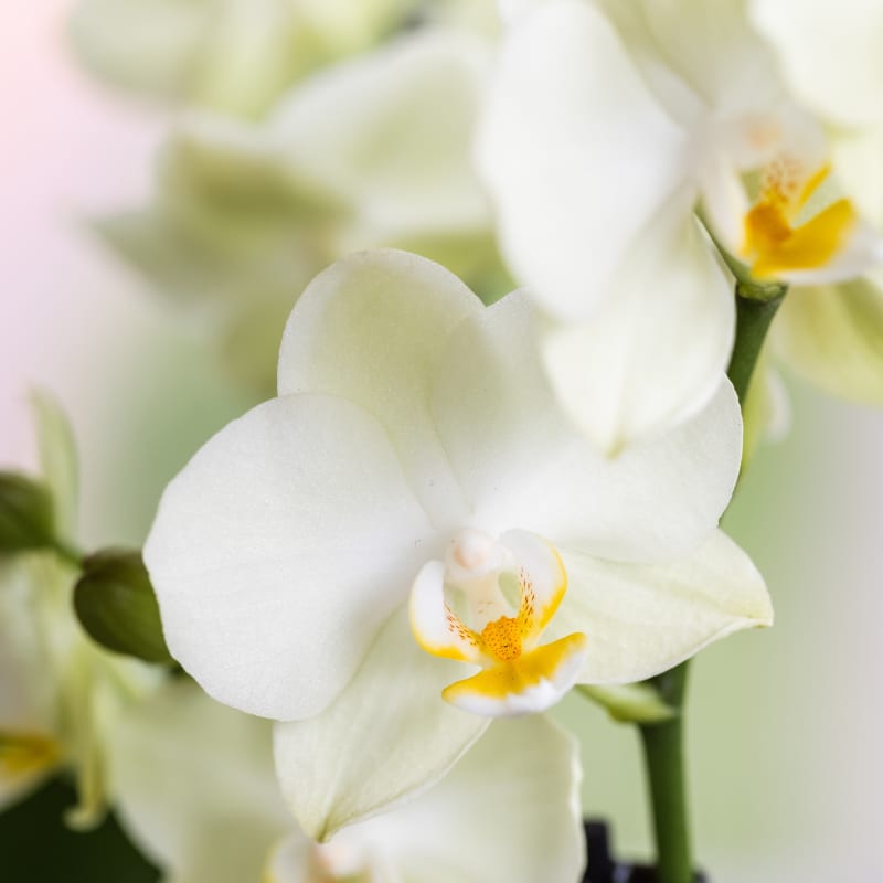 Kolibri Orchids | Diabolo Twin White | zwei weiße Lausanne Orchideen Ø9cm