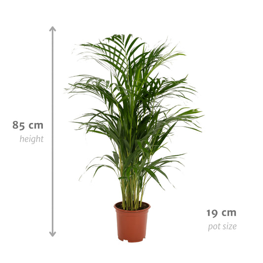 Areca-Palme - Ø17cm - ↕70cm