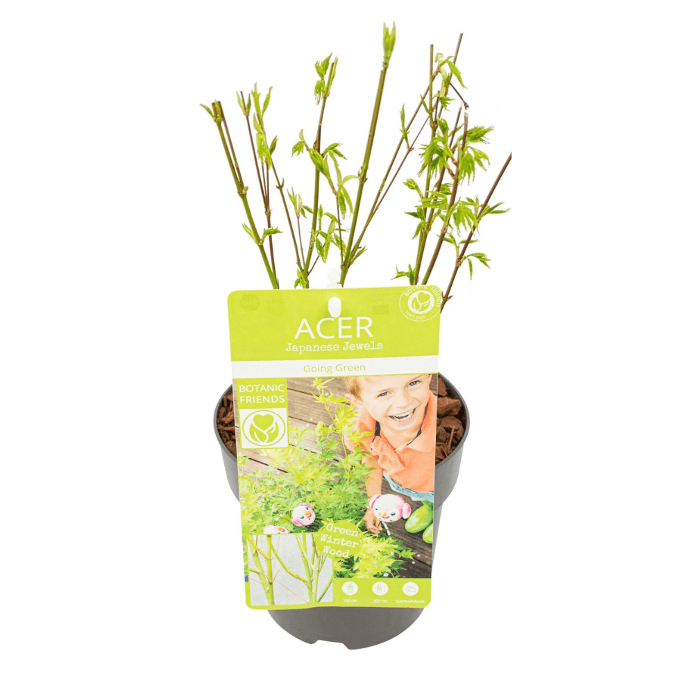Japanischer Fächerahorn – Acer palmatum 'Going Green' – Ø15 cm – ↕50 cm – Eleganter Gartenbaum mit grünen Blättern & Herbstfärbung – Für Garten & Terrasse