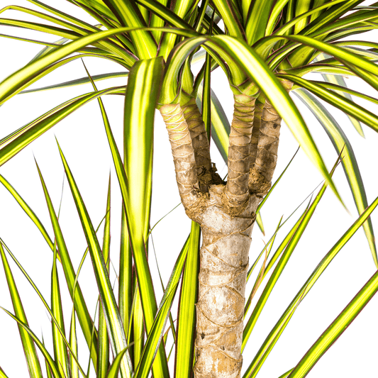 Drachenbaum - Dracaena Marginata ‘Sunray’ – Zimmerpflanze – Ø21 cm – Höhe 100–110 cm – Tropischer Farbkontrast – Pflegeleicht & dekorativ