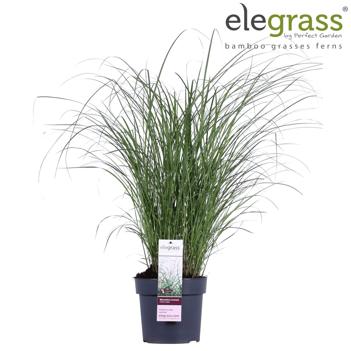 Chinaschilf - Miscanthus sinensis 'Ferner Osten' - Ø19cm ↕50cm - Ziergras mit roten Stängeln & rotbraunen Blüten - Winterhart & pflegeleicht