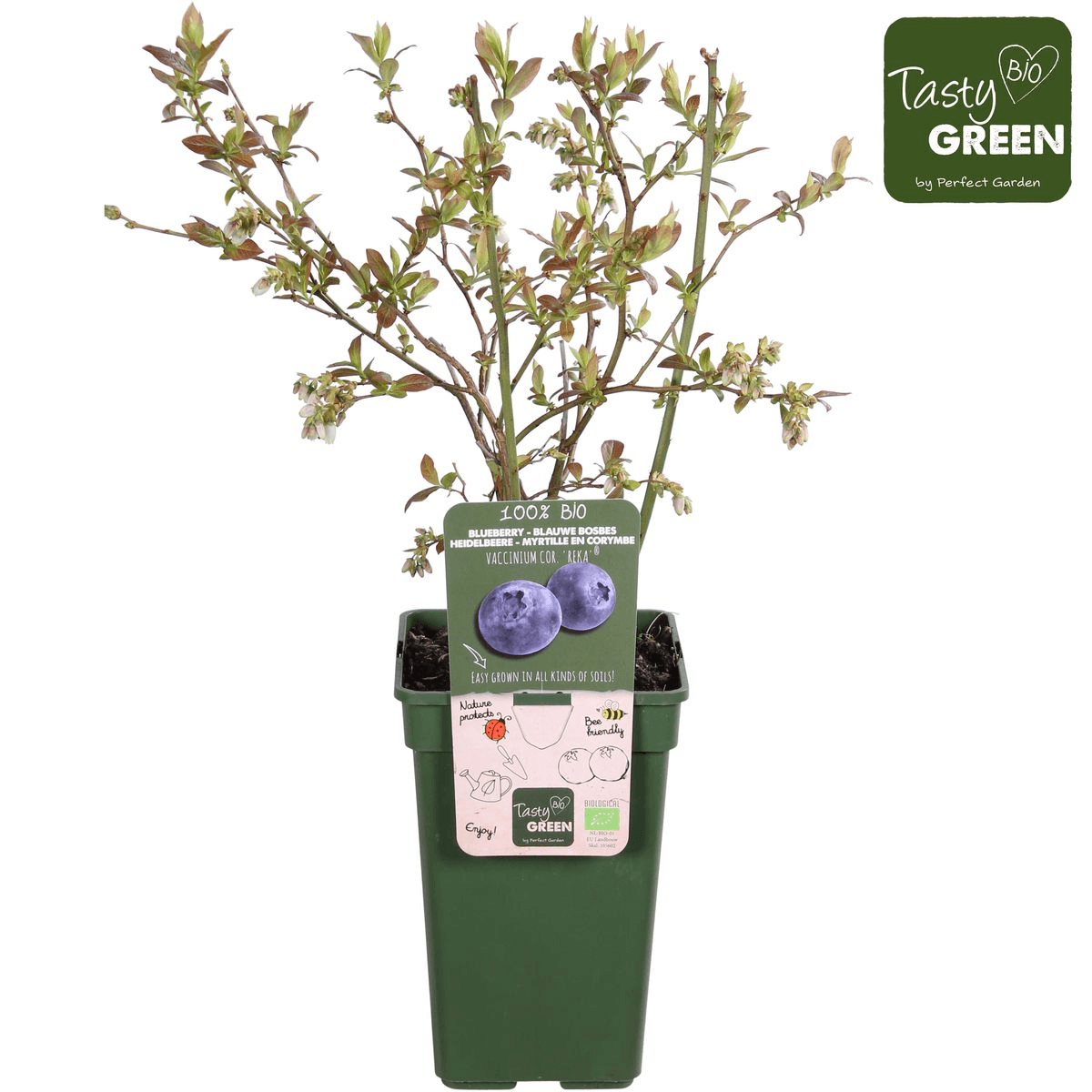 Vaccinium corymbosum 'Reka' – Blaubeere – Ø13cm – ↕45cm – Bio-Anbau – Ertragreiche Heidelbeere