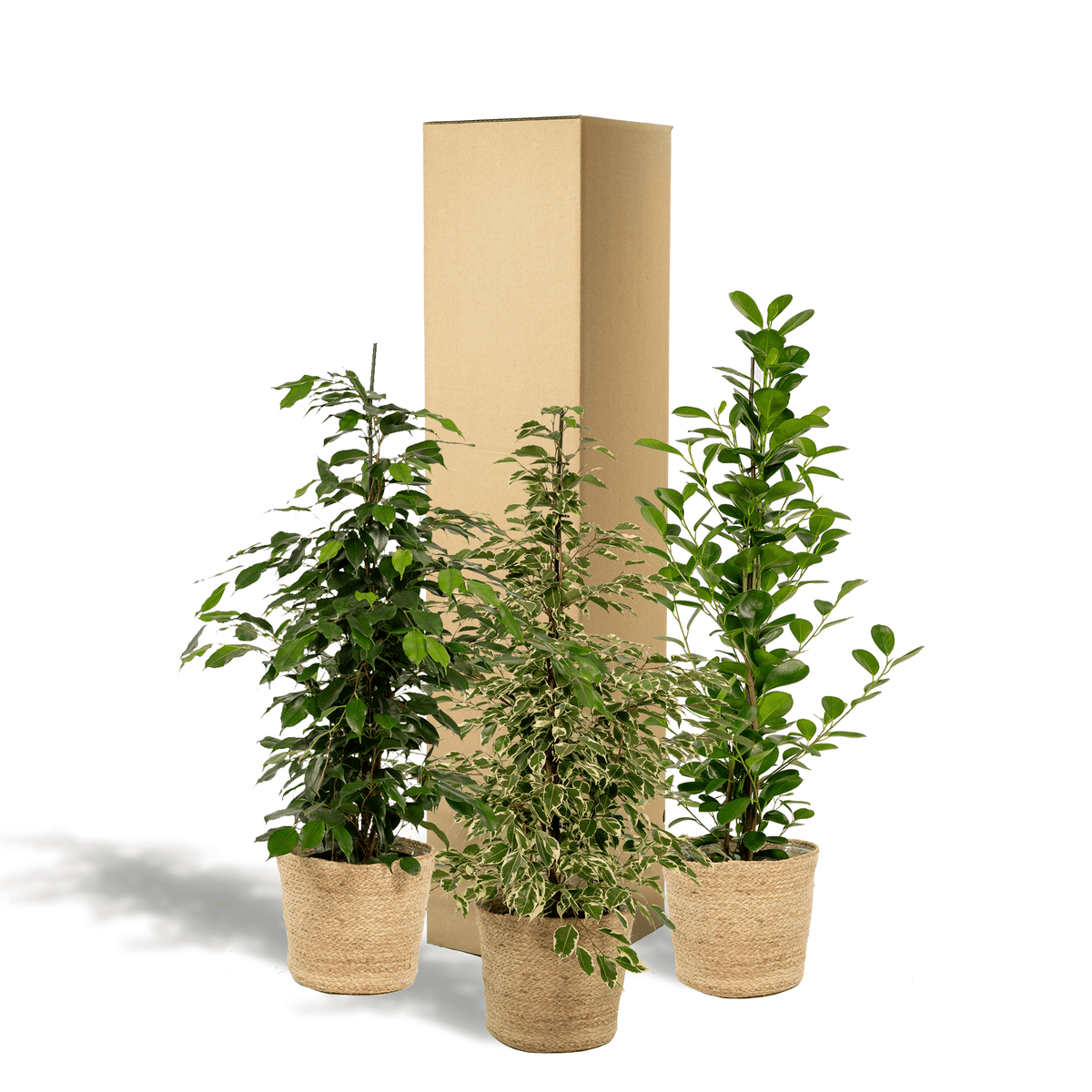 Ficus Benjamina Danielle - Ø21cm - ↕95cm + Ficus Benjamina Twilight - Ø21cm - ↕95cm + Ficus Microcarpa Moclame - Ø21cm - ↕95cm + Korb Selin