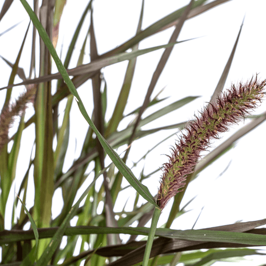 Pennisetum x advena Chelsea – Ø27 cm – Höhe 70–80 cm – Elegantes Ziergras – Creme-Rosaviolette Blüten – Winterhart – Sonniger bis halbschattiger Standort – Für Garten & Terrasse