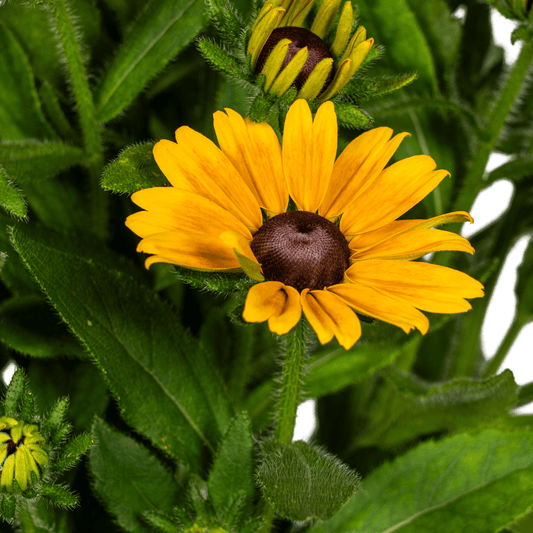 Rudbeckia Summerina – Ø19 cm – Höhe 45–60 cm – Bunte Sonnenhut Staude mit gelb-orangenen Blüten – Winterhart – Sonnenliebende Gartenpflanze