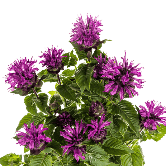 Monarda didyma ‘Purple’ – Ø19 cm – Höhe 45–60 cm – Indianernessel mit violetten Blüten – Winterharte Bienenstaude für sonnige Beete & Naturgärten
