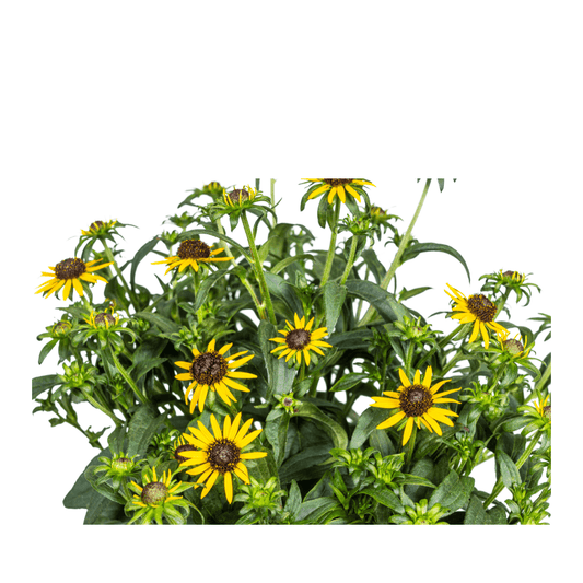 Rudbeckia fulgida ‘Little Goldstar’ – Ø19 cm – Höhe 45–60 cm – Gelbe Sonnenhut-Staude für sonnige Beete – Blühfreudig & pflegeleicht – Winterharte Gartenpflanze