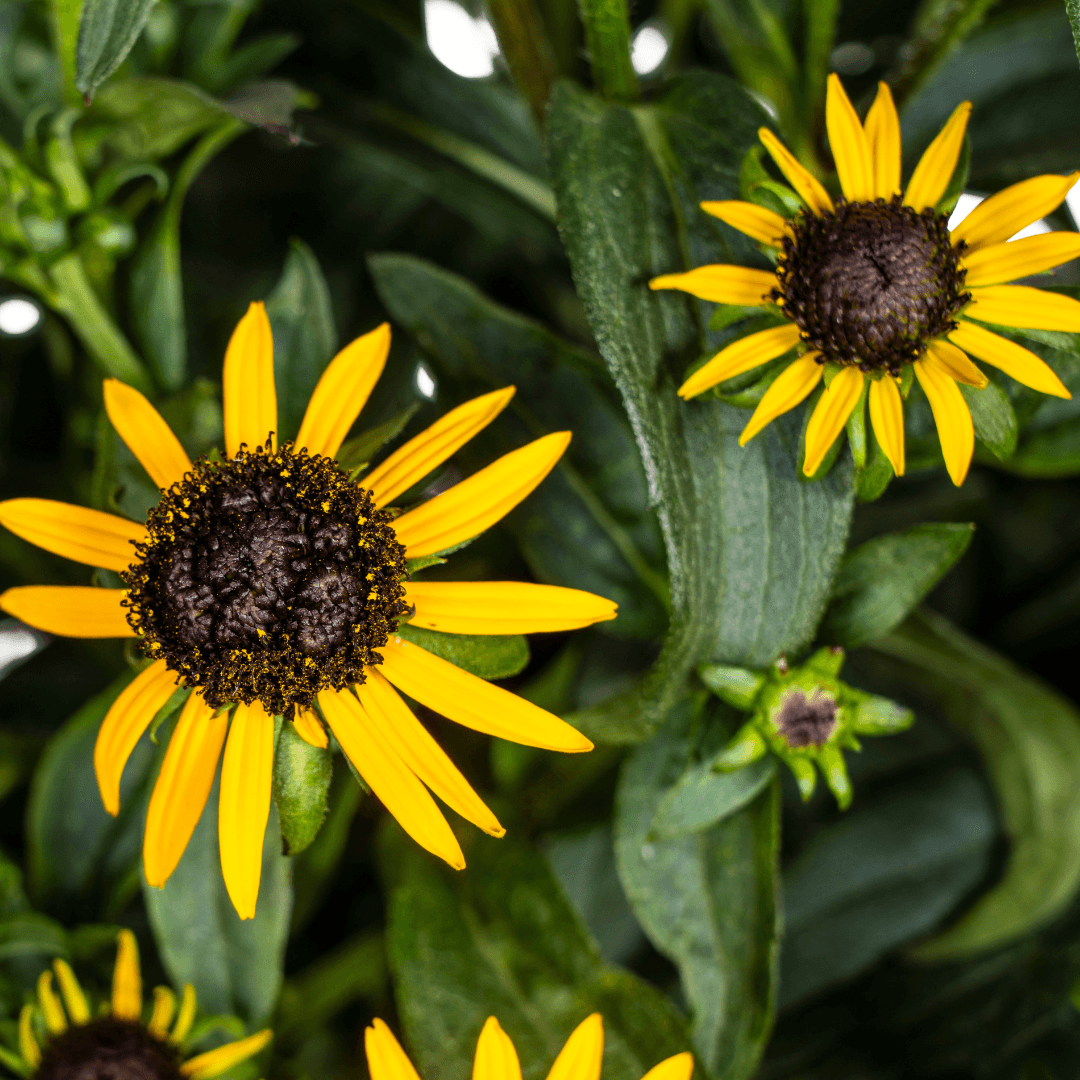 Rudbeckia fulgida ‘Little Goldstar’ – Ø19 cm – Höhe 45–60 cm – Gelbe Sonnenhut-Staude für sonnige Beete – Blühfreudig & pflegeleicht – Winterharte Gartenpflanze
