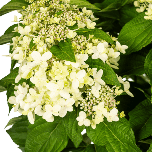 Hortensie Hydrangea paniculata White – Rispenhortensie – Ø 24 cm Topf – Höhe 70–80 cm – Weiße Blüten – Für Beet, Garten & Terrasse – Pflegeleicht & sonnenverträglich