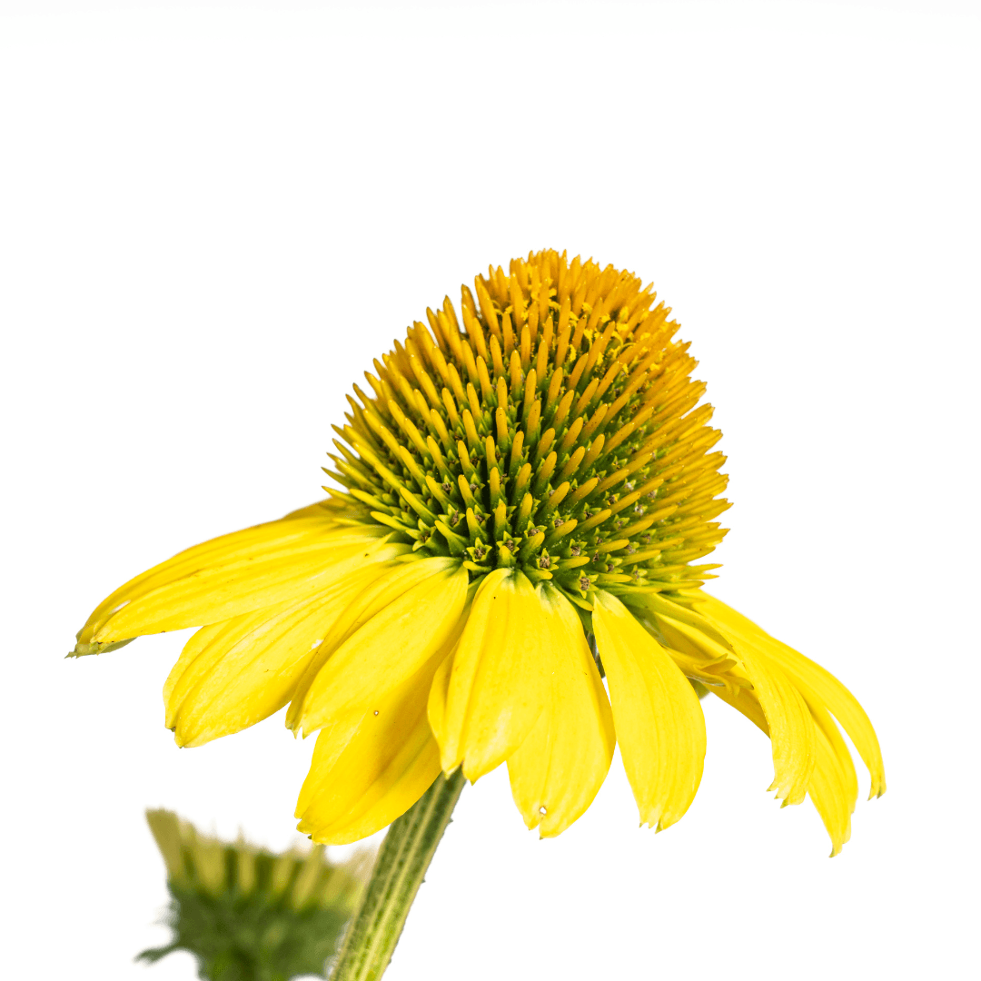 Echinacea purpurea Yellow – Gelber Sonnenhut – Ø 19 cm – Höhe 60–70 cm – Leuchtend gelbe Blüten – Für Beet & Staudenrabatte – Sonniger Standort – Pflegeleicht