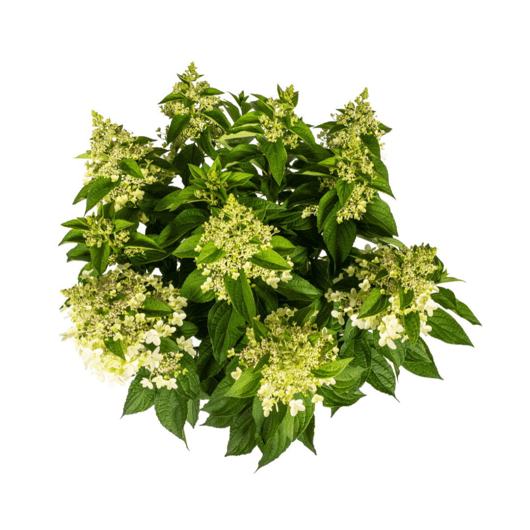 Hortensie Hydrangea paniculata White – Rispenhortensie – Ø 24 cm Topf – Höhe 70–80 cm – Weiße Blüten – Für Beet, Garten & Terrasse – Pflegeleicht & sonnenverträglich