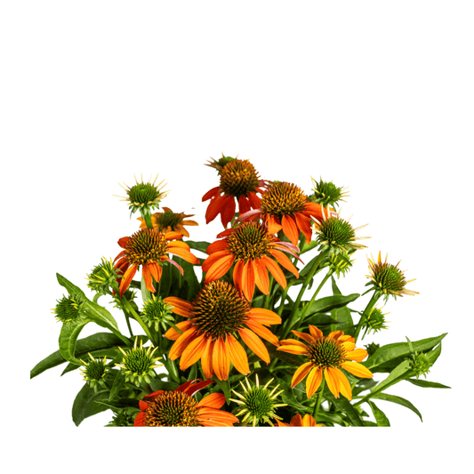 Echinacea purpurea Orange – Sonnenhut mit orangefarbenen Blüten – Ø 19 cm – Höhe 60–70 cm – Staudenpflanze – Für Beet & naturnahe Gärten – Sonniger Standort – Pflegeleicht