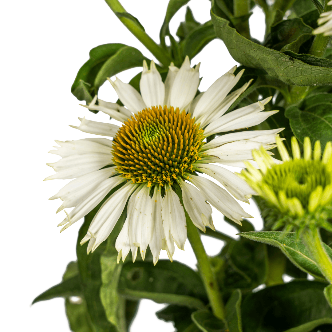 Echinacea purpurea White – Sonnenhut mit weißen Blüten – Ø 19 cm – Höhe 60-70 cm – Staudenpflanze – Für Beet & Staudenrabatten – Sonnenliebend & pflegeleicht