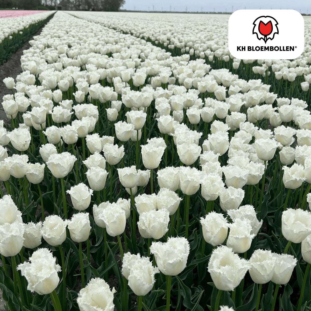 Tulpenzwiebeln Honeymoon – 20 Blumenzwiebeln – Weiße Tulpe mit gezacktem Rand – Elegant & Einzigartig – Für Garten & Topf – Frisch vom Züchter