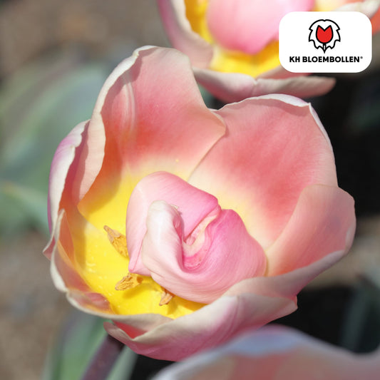 Tulpenzwiebeln Apricot Delight – 20 Blumenzwiebeln - Zartrosa-Apricot Tulpe – Groß & Kraftvoll – Für Garten oder Topf – Frisch vom Züchter