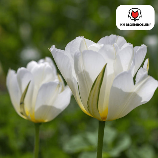 Tulpenzwiebeln White Valley – 20 Blumenzwiebeln – Weiße Tulpen – Winterhart & langlebig