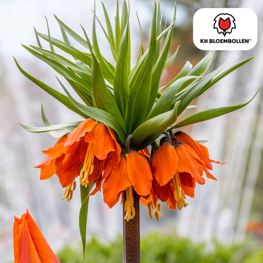 Fritillaria Kaiserkrone Rubra – 5 Blumenzwiebeln – Rot-Orange Frühlingsblüten – Ideal für Beete & Solitärpflanzungen