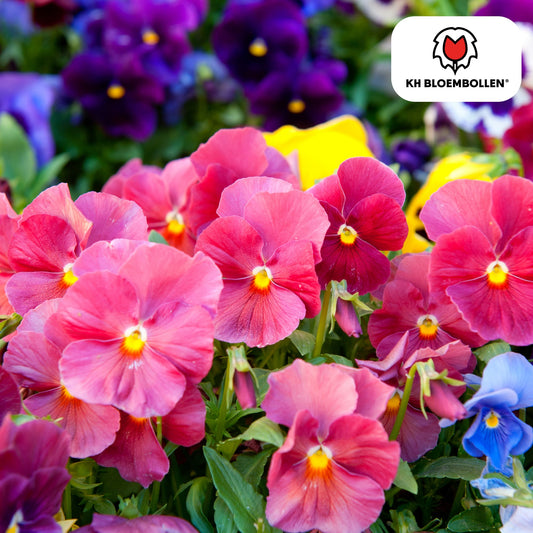 Anemone coronaria – 30 Blumenzwiebeln – Leuchtende Anemonen für Beete, Töpfe & Schnittblumen – Frühjahrsblüher