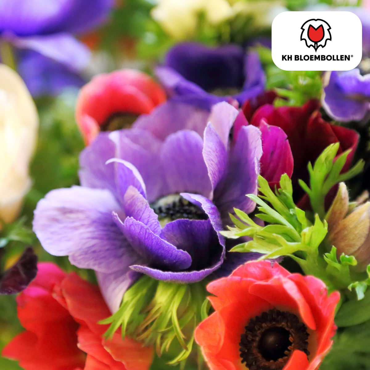 Anemone coronaria – 30 Blumenzwiebeln – Leuchtende Anemonen für Beete, Töpfe & Schnittblumen – Frühjahrsblüher